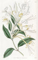 Chèvrefeuille à longues fleurs - Sydenham Edwards — widok dzieła