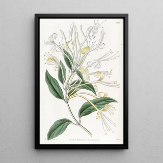 Sydenham Edwards - Longflowered Honeysuckle.webp