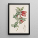 Macleania à longues fleurs - Sydenham Edwards — oprawiony obraz na ścianie