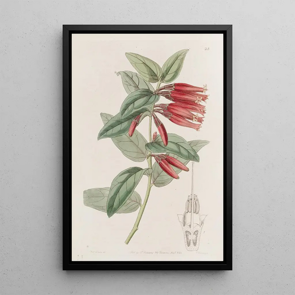 Macleania à longues fleurs - Sydenham Edwards — oprawiony obraz na ścianie
