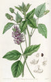 Psoralea à longs épis - Sydenham Edwards — widok dzieła