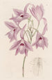 Laelia à longues tiges - Sydenham Edwards — widok dzieła