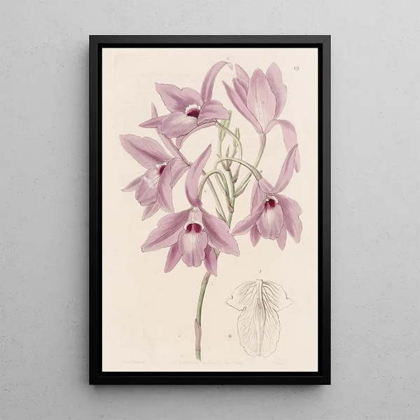 Laelia à longues tiges - Sydenham Edwards — oprawiony obraz na ścianie