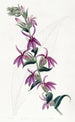 Lobelia purpurowa od Lows - Sydenham Edwards — widok dzieła