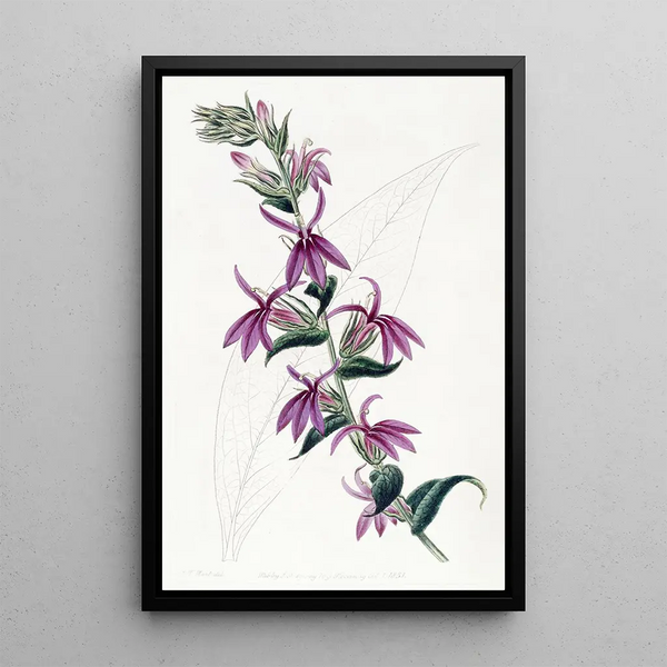 Lobelia purpurowa od Lows - Sydenham Edwards — oprawiony obraz na ścianie