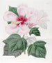Hibiskus z mokradeł - Sydenham Edwards — widok dzieła