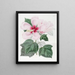 Hibiskus z mokradeł - Sydenham Edwards — oprawiony obraz na ścianie