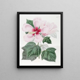 Sydenham Edwards - Marsh Hibiscus.webp