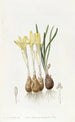 Sternbergia safranée des prés - Sydenham Edwards — widok dzieła