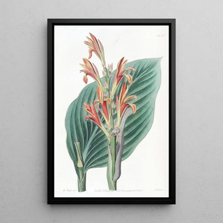 Sydenham Edwards - Mendoza Canna.webp