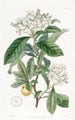 Aubépine mexicaine - Sydenham Edwards — widok dzieła