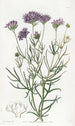 Gilia à feuilles de millefeuille - Sydenham Edwards — widok dzieła