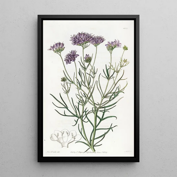 Gilia à feuilles de millefeuille - Sydenham Edwards — oprawiony obraz na ścianie
