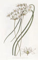 Hespéroscordum blanc laiteux - Sydenham Edwards — widok dzieła