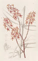 Renanthera du matin - Sydenham Edwards — widok dzieła