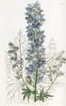 Delphinium des montagnes - Sydenham Edwards — widok dzieła