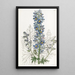 Delphinium des montagnes - Sydenham Edwards — oprawiony obraz na ścianie