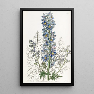 Sydenham Edwards - Mountain Larkspur.webp
