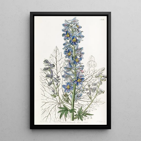 Delphinium des montagnes - Sydenham Edwards — oprawiony obraz na ścianie