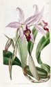 różnorodny Laelia anceps od M. Barker - Sydenham Edwards — widok dzieła