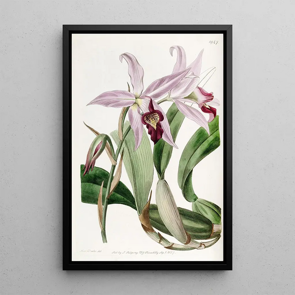 różnorodny Laelia anceps od M. Barker - Sydenham Edwards — oprawiony obraz na ścianie