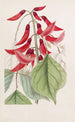Erythrina de M. Bidwill - Sydenham Edwards — widok dzieła