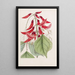 Erythrina de M. Bidwill - Sydenham Edwards — oprawiony obraz na ścianie