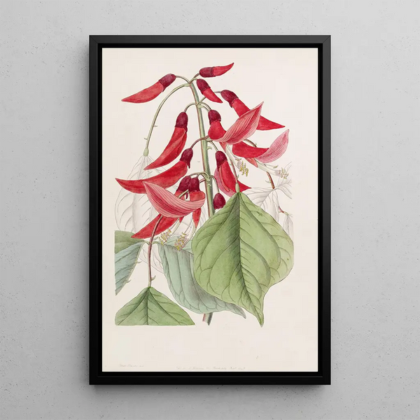 Erythrina de M. Bidwill - Sydenham Edwards — oprawiony obraz na ścianie