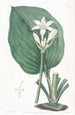 Eurycles od M. Cunningham - Sydenham Edwards — widok dzieła