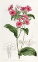 Phlox od M. Drummonda - Sydenham Edwards — widok dzieła