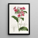 Phlox od M. Drummonda - Sydenham Edwards — oprawiony obraz na ścianie