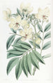 Cassia de M. Herbert - Sydenham Edwards — widok dzieła