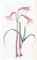 Phycella de M. Herbert - Sydenham Edwards — widok dzieła