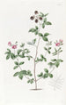 Gompholobium de M. Knight - Sydenham Edwards — widok dzieła