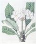 Plumeria autorstwa M. Lambert - Sydenham Edwards — widok dzieła