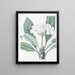Plumeria autorstwa M. Lambert - Sydenham Edwards — oprawiony obraz na ścianie