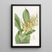 Brassia de M. Lance - Sydenham Edwards — oprawiony obraz na ścianie