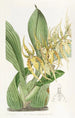Brassia de M. Lance - Sydenham Edwards — widok dzieła