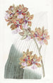 Oncidium od M. Lance - Sydenham Edwards — widok dzieła