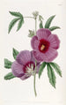 Hibiscus autorstwa M. Lindley - Sydenham Edwards — widok dzieła