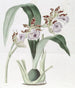 Eulophia M. Mackay's - Sydenham Edwards — widok dzieła