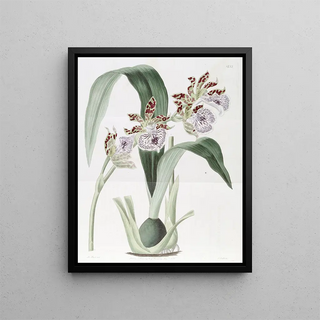Sydenham Edwards - Mr Mackays Eulophia.webp