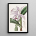 Cattleya autorstwa M. Perrin - Sydenham Edwards — oprawiony obraz na ścianie