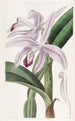 Cattleya autorstwa M. Perrin - Sydenham Edwards — widok dzieła