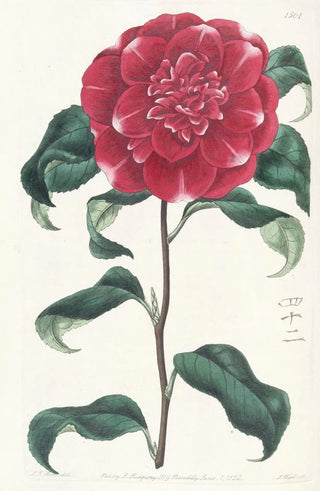 Sydenham Edwards - Mr Reevess Crimson Camellia.webp
