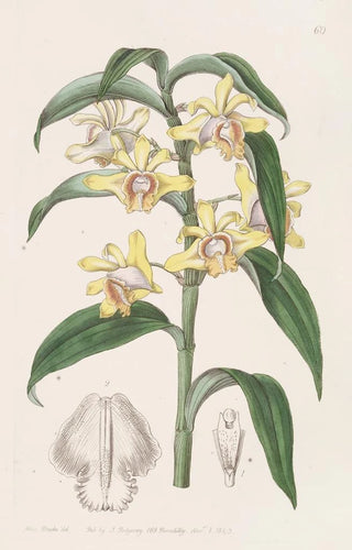 Sydenham Edwards - Mr Ruckers Dendrobium.webp