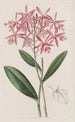 Epidendrum autorstwa M. Schomburgk - Sydenham Edwards — widok dzieła