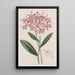 Epidendrum autorstwa M. Schomburgk - Sydenham Edwards — oprawiony obraz na ścianie