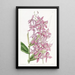 Epidendrum de M. Skinner - Sydenham Edwards — oprawiony obraz na ścianie