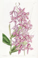Epidendrum de M. Skinner - Sydenham Edwards — widok dzieła